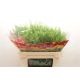 LEPIDIUM GREEN BELL