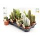 CACTUS GEM *9