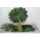 ZO ARALIA EXTRA