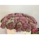 SEDUM SPECTABILE
