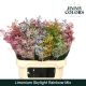 LIM OV KLB H% - RAINBOW MIX