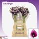 ZANT DUBAI NIGHTS 65CM