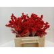 ILEX BES BRIT BUYS 40CM