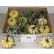 CUCURBITA P-KE MON