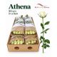 R GR5  F. ATHENA