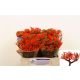 JATROPHA P FIRECRACK
