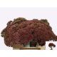 SEDUM SPECTABILE